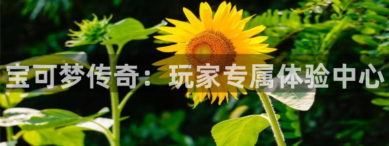 im电竞是哪个国家的衣服品牌：宝可梦传奇：玩家专属体验中心